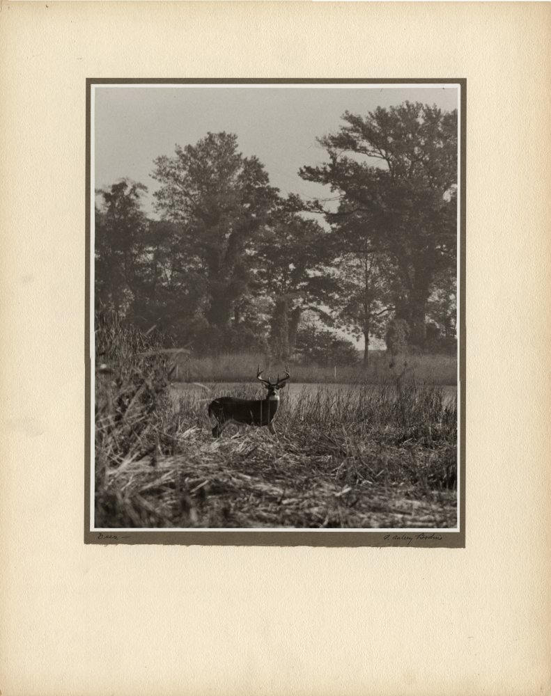 Click for larger image
